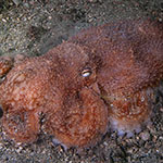 Eledone cirrhosa